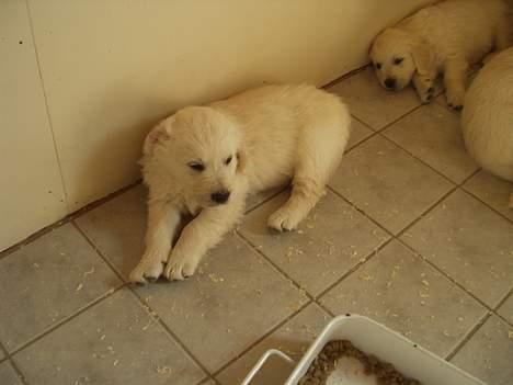 Golden retriever Louis - De behøver nu ikke at vække mig i min middagslur, jeg flytter jo snart hjem til dem billede 4