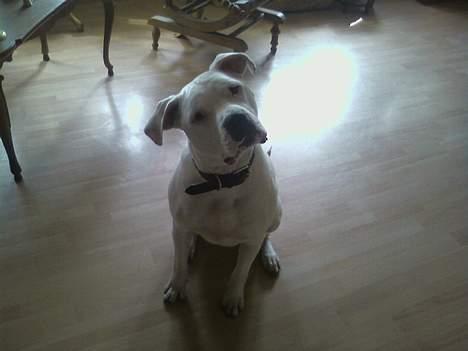 Amerikansk bulldog *Tjako* billede 7