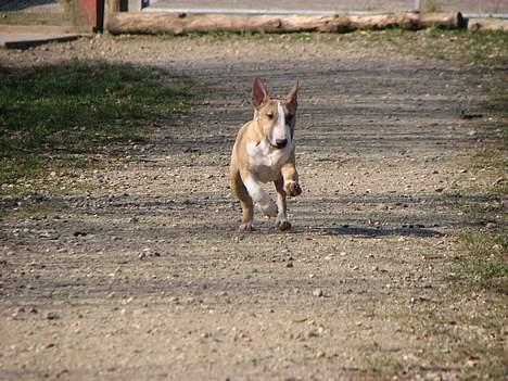 Bullterrier miniature Rocco billede 10