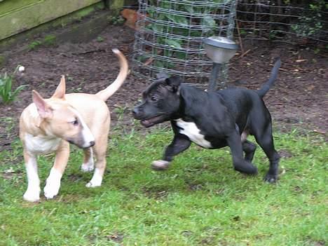 Bullterrier miniature Rocco billede 11
