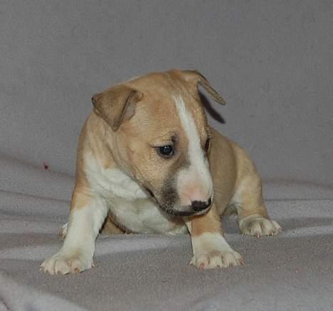 Bullterrier miniature Rocco billede 12