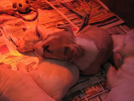 Bullterrier miniature Rocco billede 13