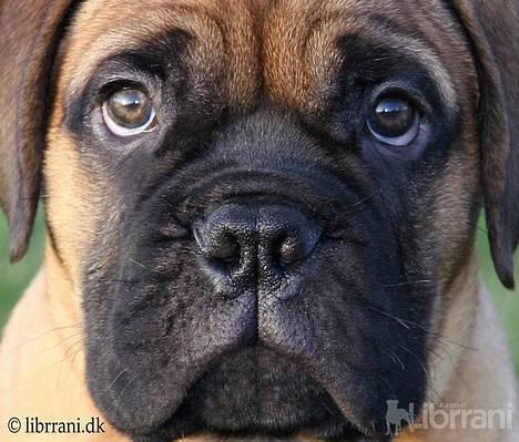 Bullmastiff Choice - 10 uger billede 11