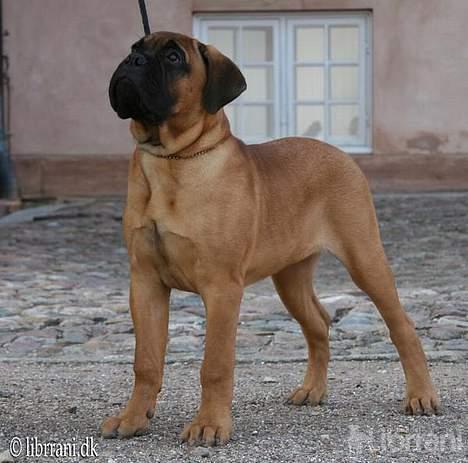 Bullmastiff Choice - 18 uger gammel billede 12