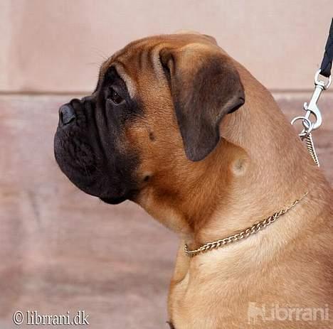 Bullmastiff Choice - 18 uger gammel billede 13