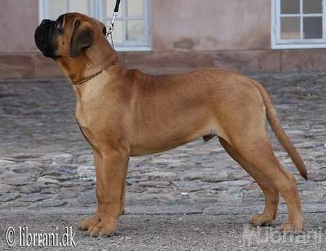 Bullmastiff Choice - 18 uger gammel billede 14