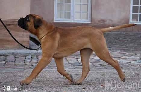 Bullmastiff Choice - 18 uger gammel billede 15