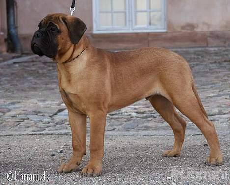 Bullmastiff Choice - 18 uger gammel billede 16