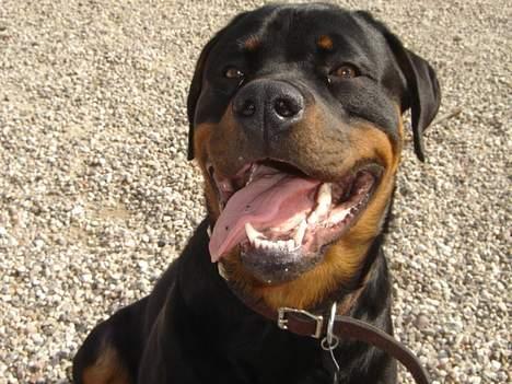 Rottweiler Otto - 13.4.07 ... Så er jeg næsten 1 år gammel .. Er rimelig lækker syns min "mor" ..  billede 9
