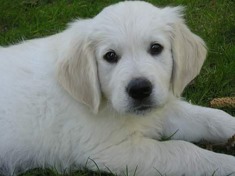 Golden retriever Louis - Jeg er bare så skøn! billede 6