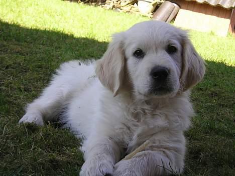 Golden retriever Louis billede 7