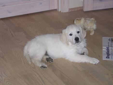 Golden retriever Louis billede 8