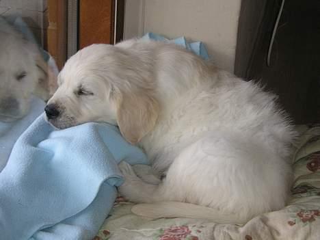 Golden retriever Louis billede 9