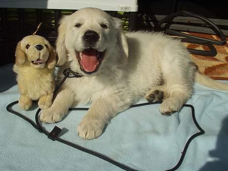 Golden retriever Louis - Mig og min "lillebror"! billede 10