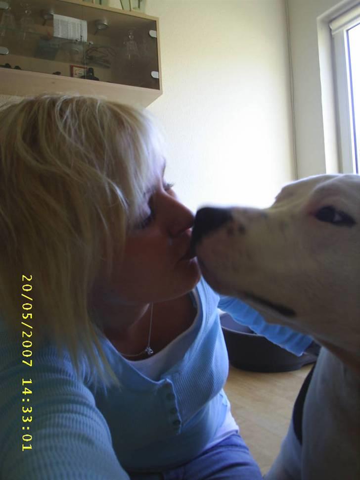 Amerikansk staffordshire terrier Joker R.I.P min skat :'( - MYSSER..... <3 billede 1