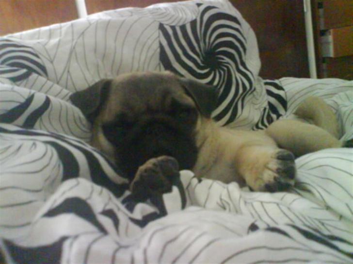 Mops Foxy    R.I.P billede 1