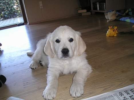 Golden retriever Louis billede 11