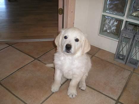 Golden retriever Louis billede 12