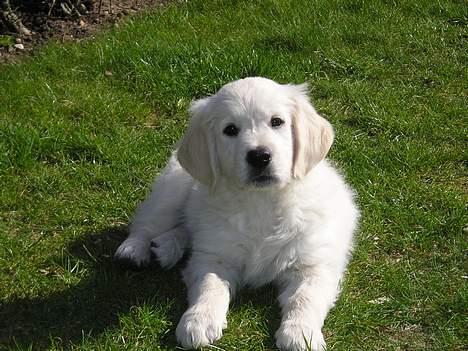 Golden retriever Louis billede 13