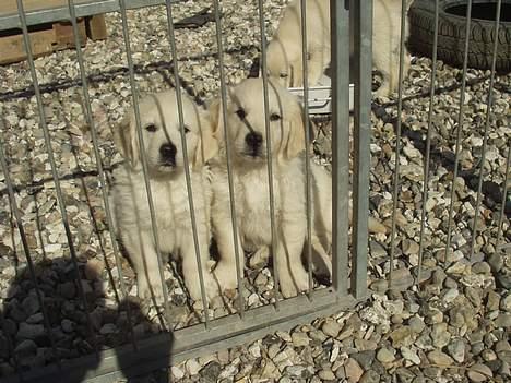 Golden retriever Louis billede 14