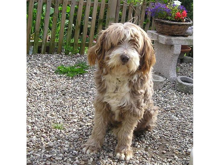 Bearded collie Bounty R.I.P - Bounty er død d. 6-2-08..... hvil i fred min elskede dreng.....  billede 1