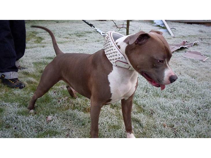 Amerikansk staffordshire terrier Aico R.I.P - Velkommen til min profil (: billede 1