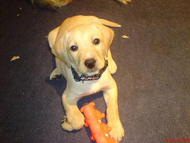 Labrador retriever (Formel 1) Kata - Er jeg ikke bare dejlig !  billede 1