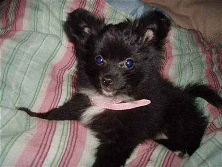 {{currentPhoto.altText}} billede {{currentPhoto.number}}