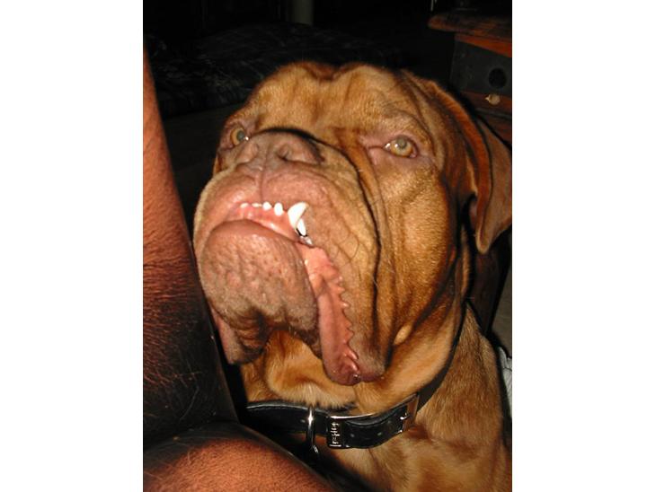 {{currentPhoto.altText}} billede {{currentPhoto.number}}