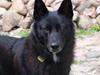Blanding af racer Blackie [ Himmelhund]