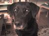 Blanding af racer Fie ~min himmelhund~ [ Himmelhund]