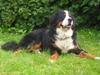 Berner sennenhund Bella (død) R.I.P.