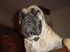 Bullmastiff Luna