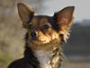 Blanding af racer Bella - Himmelhund...<3 [ Himmelhund]