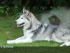 Alaskan malamute Aashka
