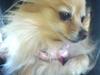 Pomeranian Tulle