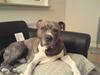 Amerikansk staffordshire terrier kingo