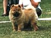 Chow chow Pelis Ringo of Flensborg