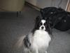 Papillon mikey