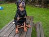 Rottweiler Maximilius
