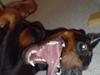 Dobermann Echo *solgt* :'(