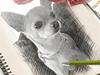 Chihuahua Tess <3 Himmel hund <3 [ Himmelhund]