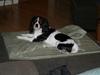 Cavalier king charles spaniel Zelma