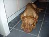 Dogue de bordeaux Taco      Rip     ;- (