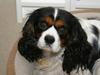 Cavalier king charles spaniel Birkedals Bastian