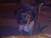 Blanding af racer Simba