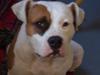 Amerikansk staffordshire terrier R.I.P Fibse... Love U [ Himmelhund]