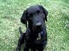 Labrador retriever Gilbert