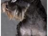 Dvaergschnauzer Pepsi DØD 120307