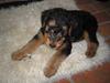 Airedale terrier Walter
